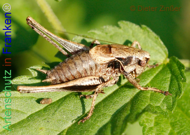 Bild zum Eintrag (1140327-160)