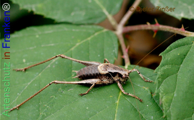 Bild zum Eintrag (1140332-160)