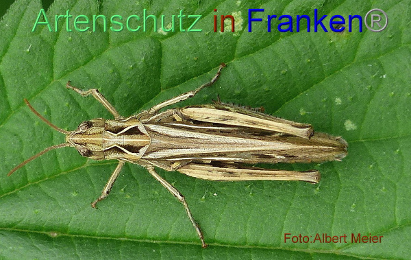 Bild zum Eintrag (1140347-160)