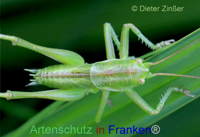 Bild zum Eintrag (1140369-160)