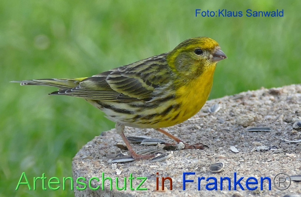 Bild zum Eintrag (1140412-160)