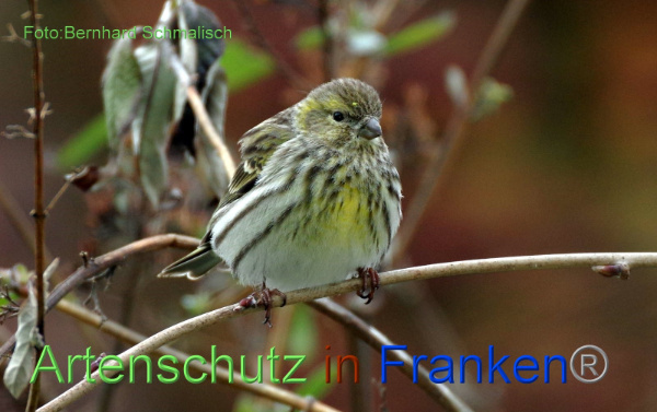 Bild zum Eintrag (1140413-160)