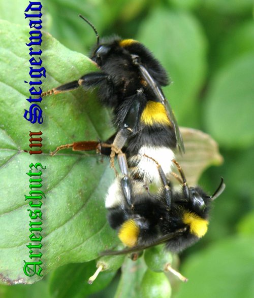 Bild zum Eintrag (1140631-160)