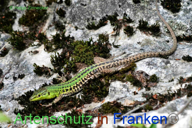 Bild zum Eintrag (1140708-160)