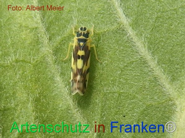 Bild zum Eintrag (1140722-160)