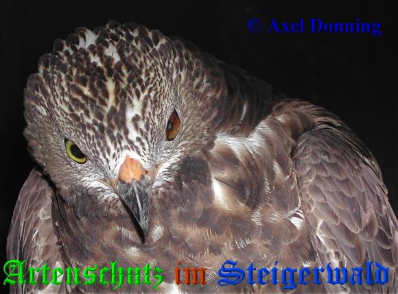 Bild zum Eintrag (1140856-160)