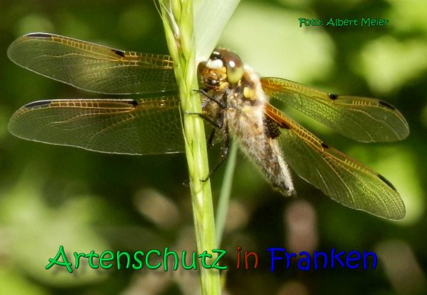 Bild zum Eintrag (1140971-160)