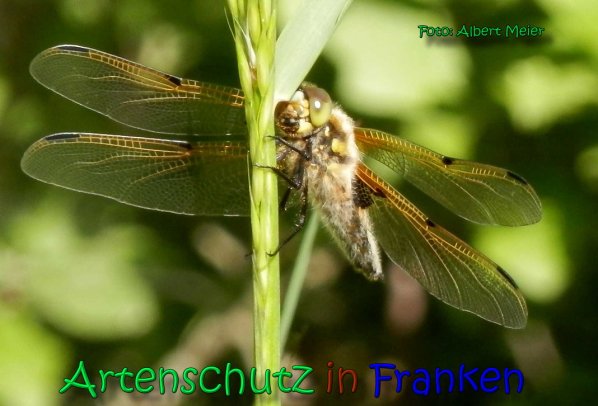 Bild zum Eintrag (1140972-160)