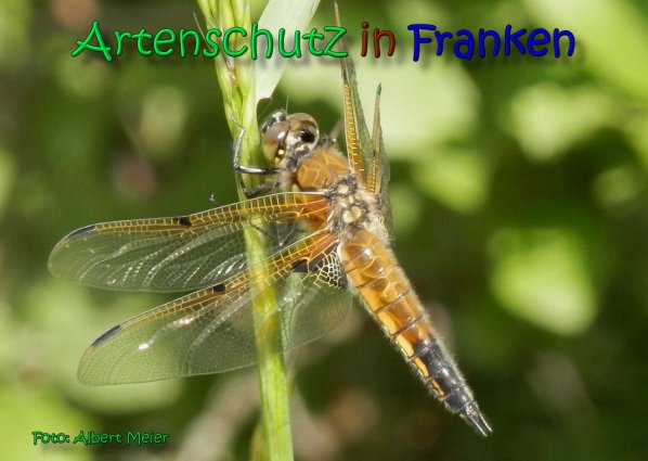 Bild zum Eintrag (1140973-160)