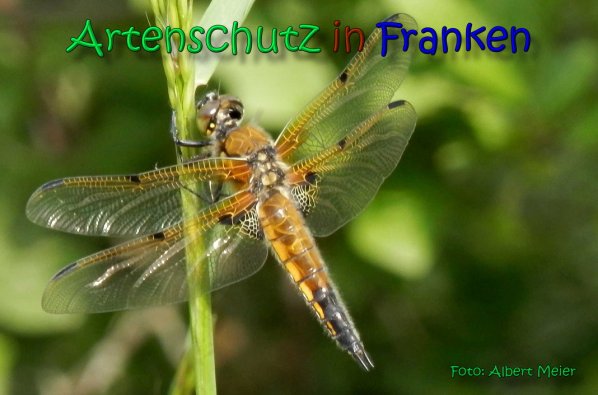 Bild zum Eintrag (1140974-160)