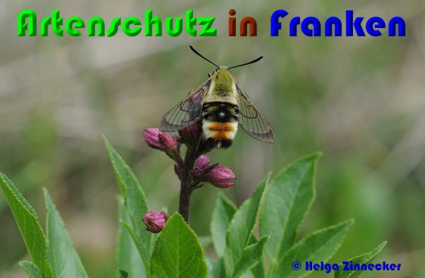 Bild zum Eintrag (1141057-160)
