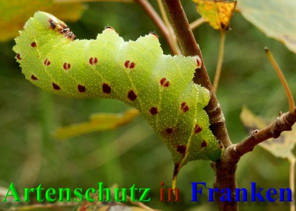 Bild zum Eintrag (1141090-160)