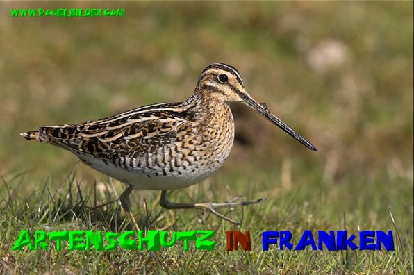 Bild zum Eintrag (1141125-160)