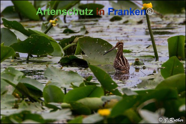 Bild zum Eintrag (1141126-160)