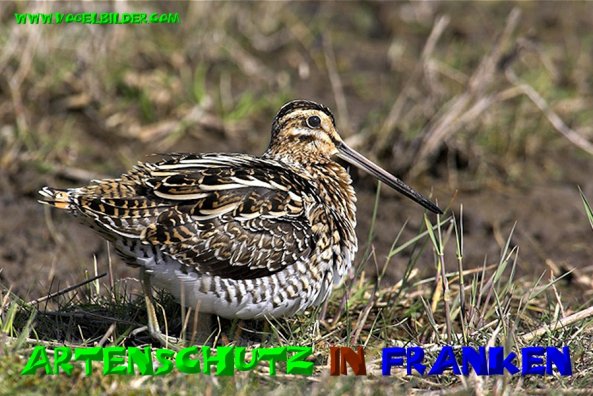 Bild zum Eintrag (1141128-160)