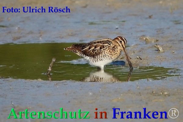 Bild zum Eintrag (1141129-160)
