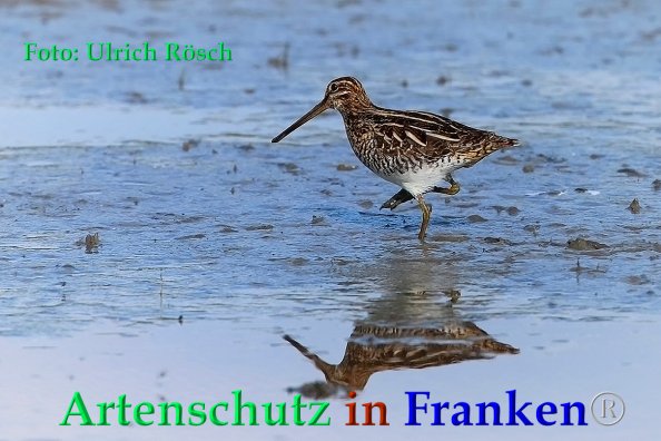 Bild zum Eintrag (1141130-160)
