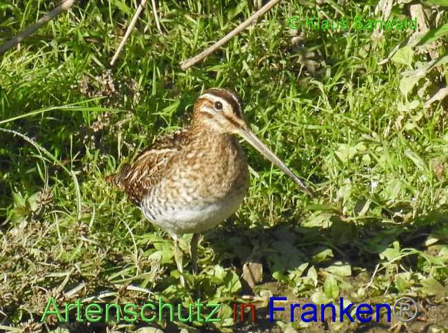 Bild zum Eintrag (1141132-160)