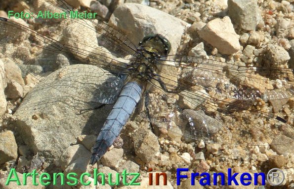 Bild zum Eintrag (1141143-160)