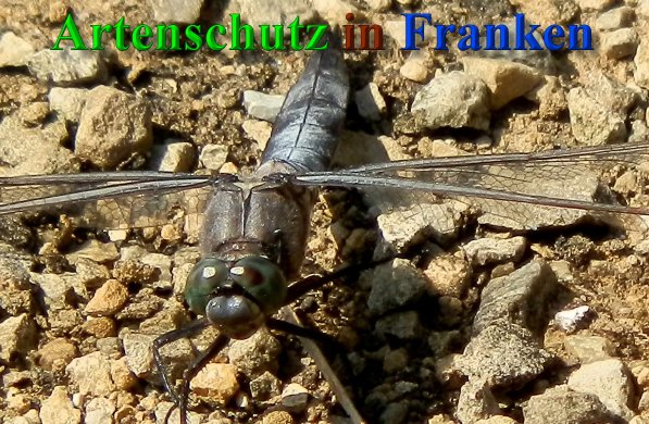 Bild zum Eintrag (1141150-160)