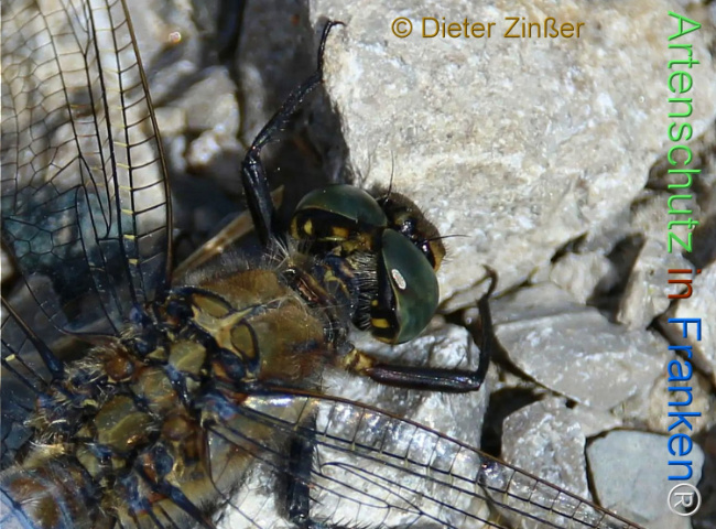 Bild zum Eintrag (1141157-160)