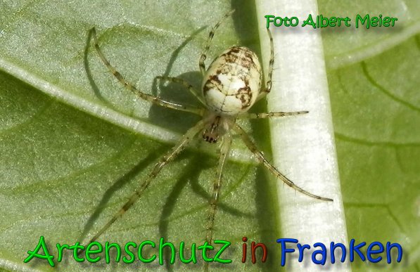 Bild zum Eintrag (1141196-160)