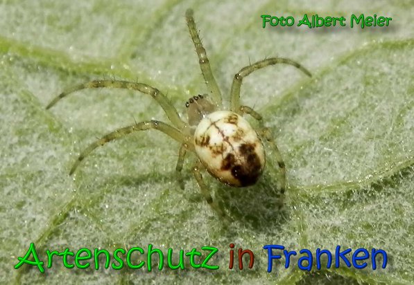 Bild zum Eintrag (1141197-160)