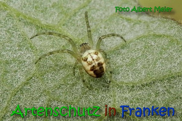 Bild zum Eintrag (1141198-160)