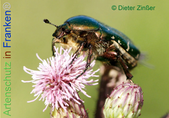 Bild zum Eintrag (1141316-160)