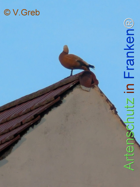 Bild zum Eintrag (1141355-160)