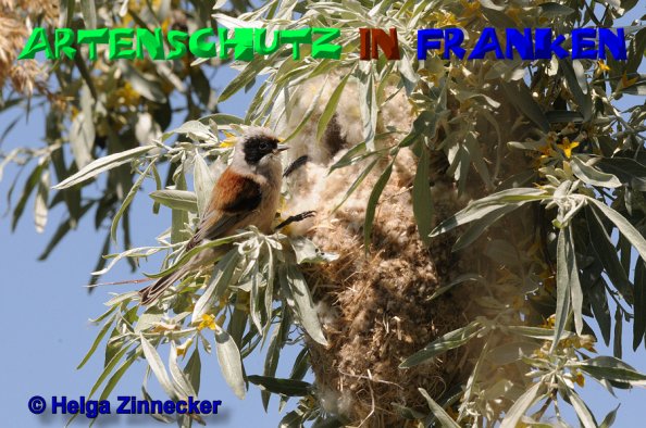 Bild zum Eintrag (1141411-160)