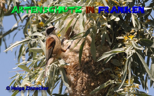 Bild zum Eintrag (1141412-160)