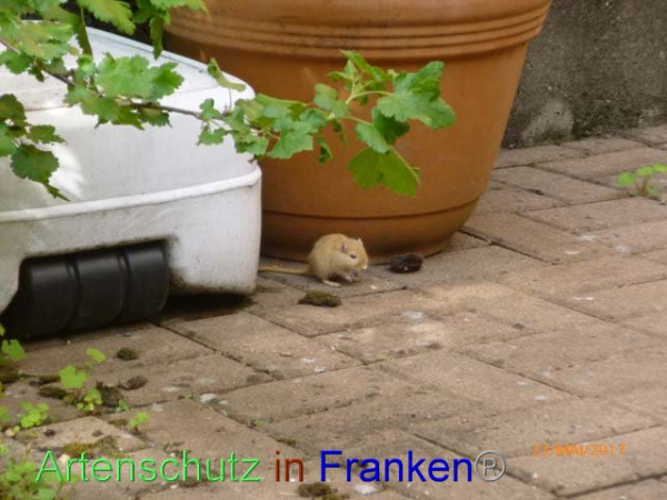 Bild zum Eintrag (1141422-160)
