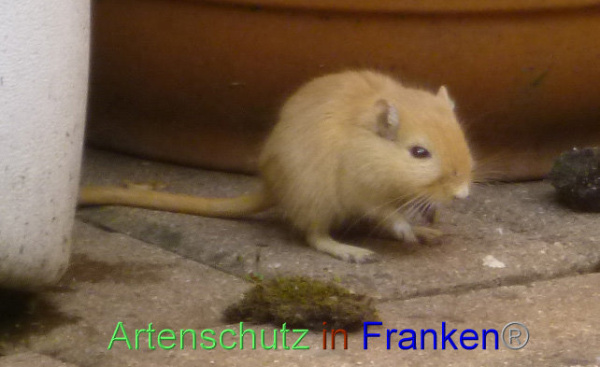 Bild zum Eintrag (1141423-160)