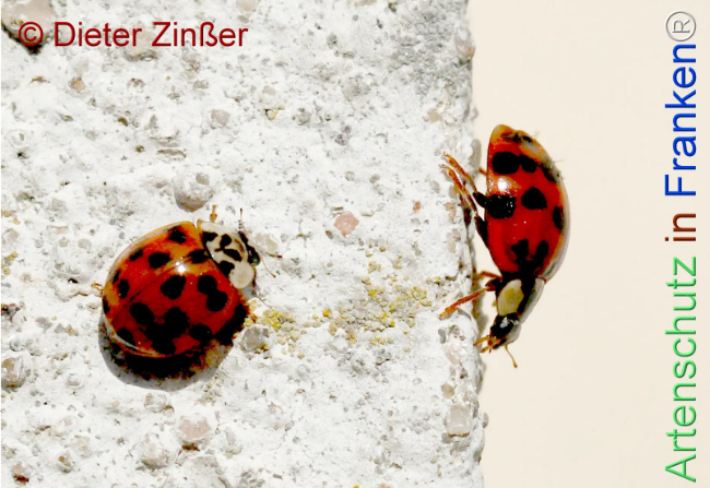 Bild zum Eintrag (1141537-160)