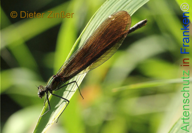 Bild zum Eintrag (1141580-160)