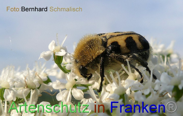 Bild zum Eintrag (1141636-160)