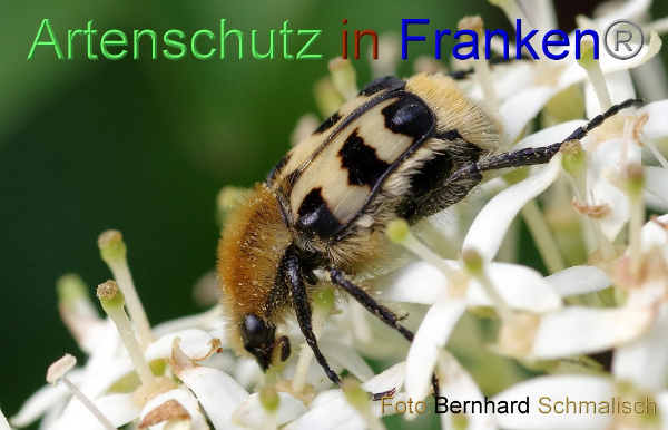 Bild zum Eintrag (1141637-160)