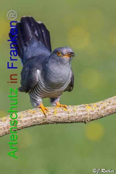Bild zum Eintrag (1141795-160)