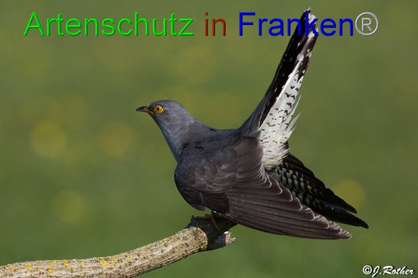 Bild zum Eintrag (1141796-160)