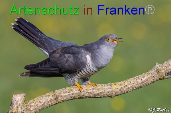 Bild zum Eintrag (1141799-160)