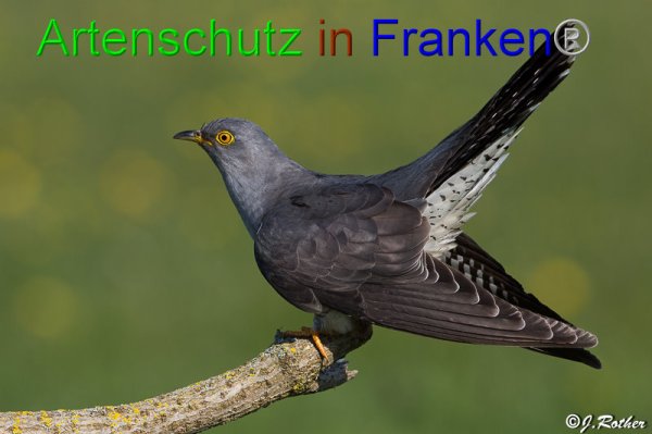Bild zum Eintrag (1141801-160)