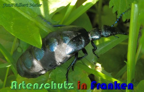 Bild zum Eintrag (1141952-160)