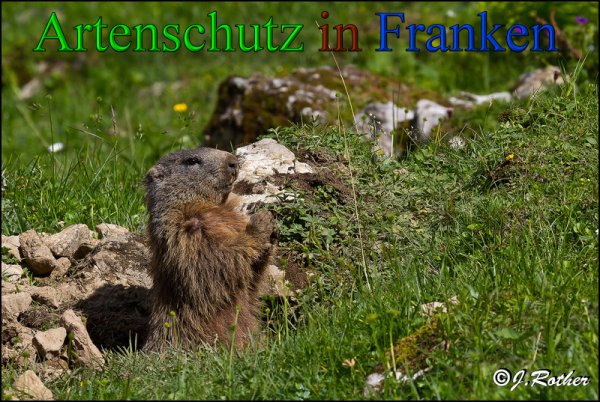 Bild zum Eintrag (1141966-160)