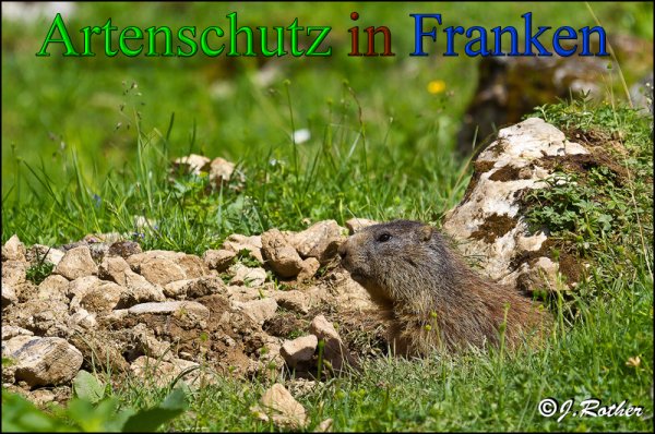 Bild zum Eintrag (1141967-160)