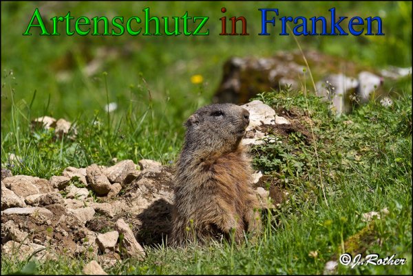 Bild zum Eintrag (1141968-160)