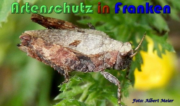 Bild zum Eintrag (1142036-160)