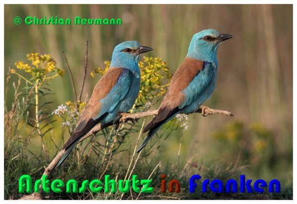 Bild zum Eintrag (1142131-160)
