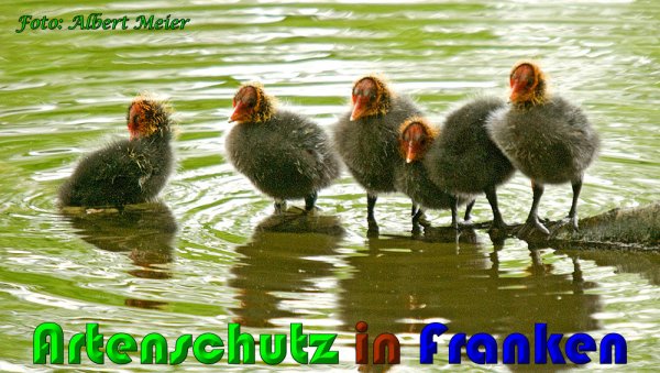 Bild zum Eintrag (1142152-160)