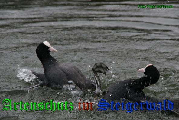 Bild zum Eintrag (1142158-160)
